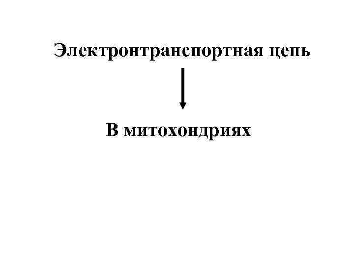 Электронтранспортная цепь В митохондриях 