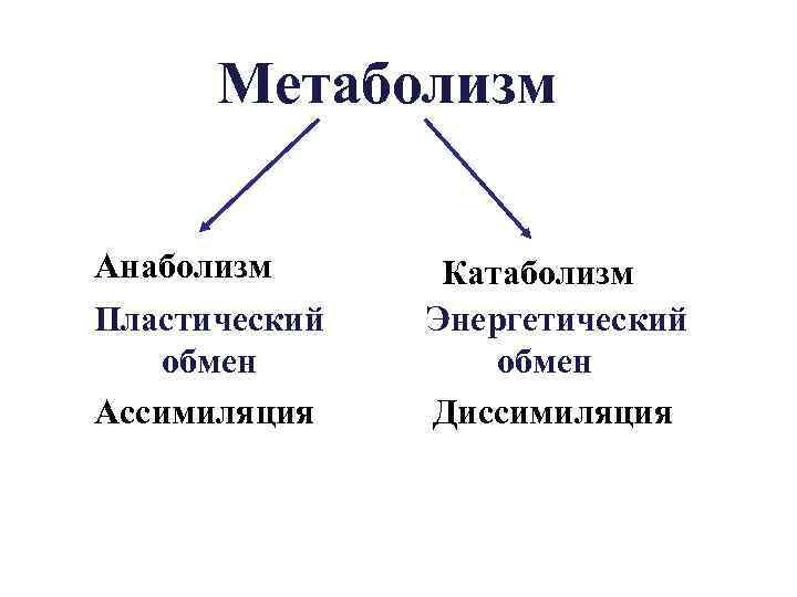 Метаболизм Анаболизм Пластический обмен Ассимиляция Катаболизм Энергетический обмен Диссимиляция 