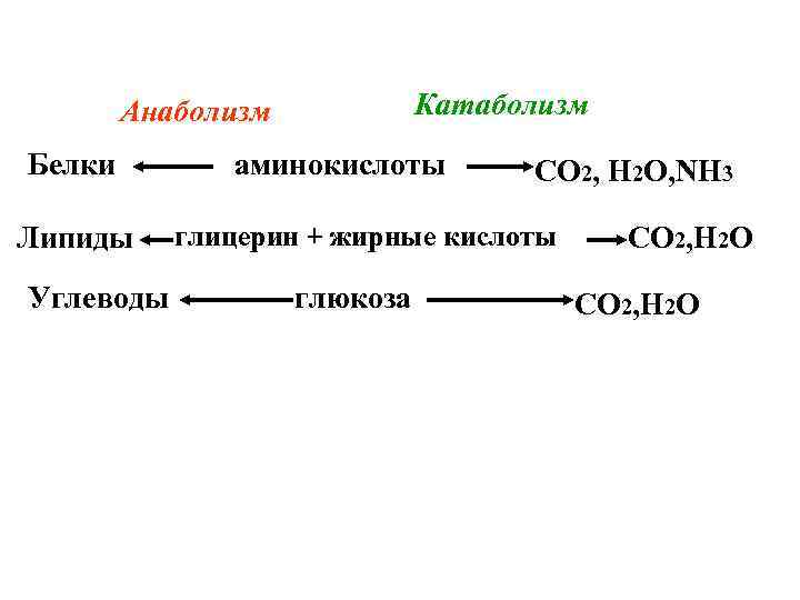 Катаболизм Анаболизм Белки Липиды Углеводы аминокислоты СО 2, Н 2 О, NH 3 глицерин