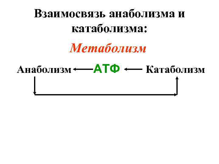 Взаимосвязь анаболизма и катаболизма: Метаболизм Анаболизм АТФ Катаболизм 