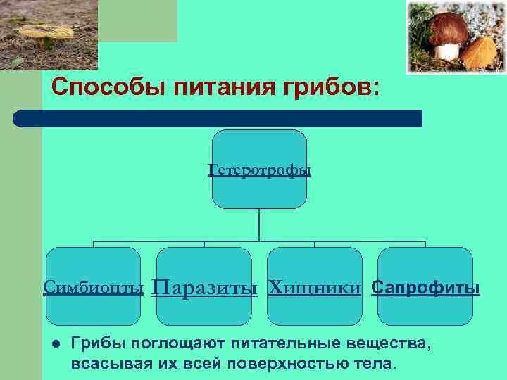 Способы питания грибов: Гетеротрофы Симбионты l Паразиты Хищники Сапрофиты Грибы поглощают питательные вещества, всасывая