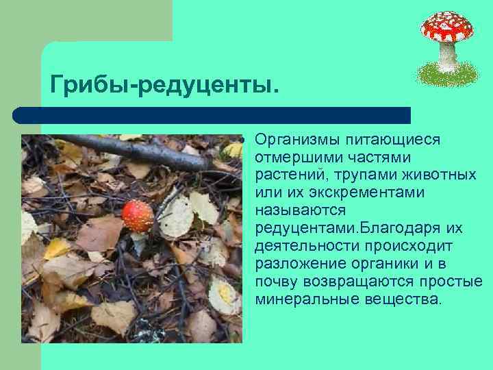 Грибы-редуценты. l Организмы питающиеся отмершими частями растений, трупами животных или их экскрементами называются редуцентами.