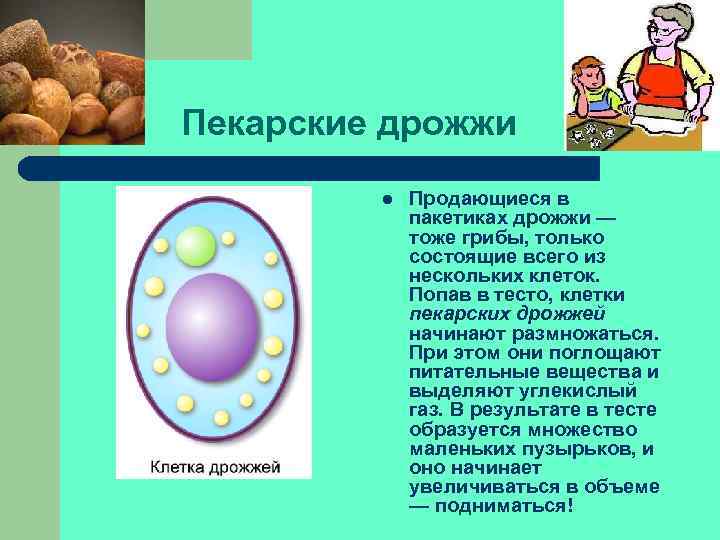  Пекарские дрожжи l Продающиеся в пакетиках дрожжи — тоже грибы, только состоящие всего