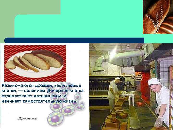 Размножаются дрожжи, как и любые клетки, — делением. Дочерняя клетка отделяется от материнской, и