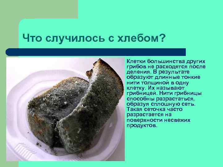 Что случилось с хлебом? l Клетки большинства других грибов не расходятся после деления. В