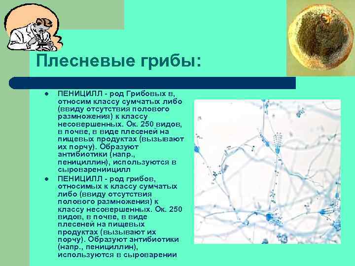 Плесневые грибы: l l ПЕНИЦИЛЛ - род Грибовых в, относим классу сумчатых либо (ввиду
