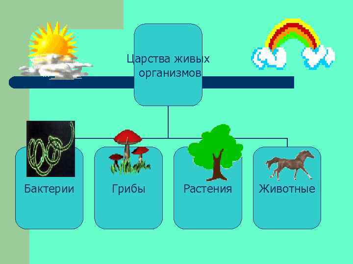 Царства живых организмов Бактерии Грибы Растения Животные 