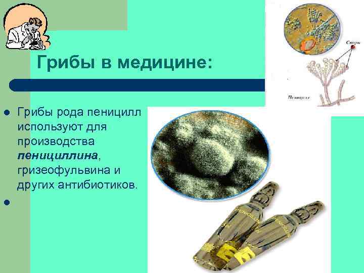 Грибы в медицине: l l Грибы рода пеницилл используют для производства пенициллина, гризеофульвина и