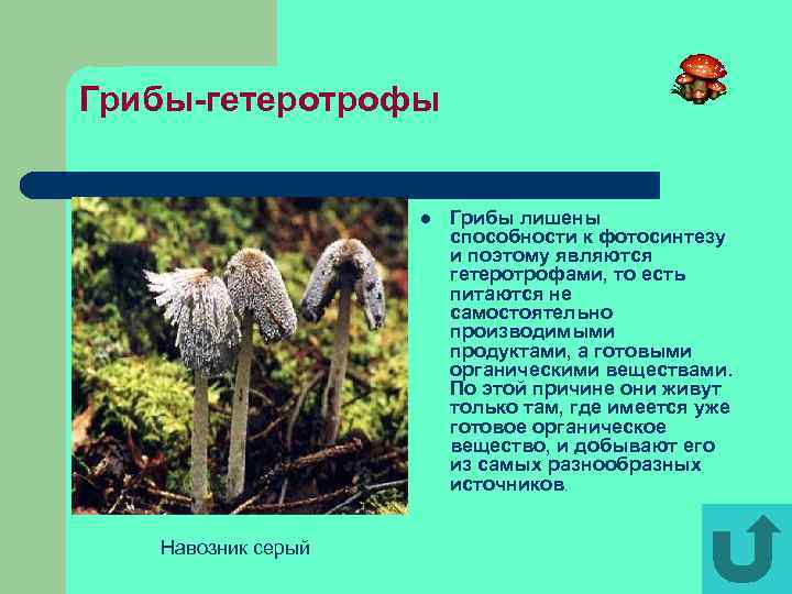 Грибы-гетеротрофы l Навозник серый Грибы лишены способности к фотосинтезу и поэтому являются гетеротрофами, то