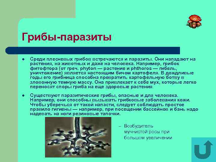 Грибы-паразиты l Среди плесневых грибов встречаются и паразиты. Они нападают на растения, на животных