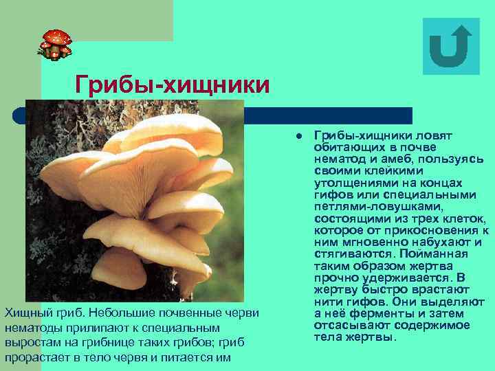 Грибы-хищники l Хищный гриб. Небольшие почвенные черви нематоды прилипают к специальным выростам на грибнице