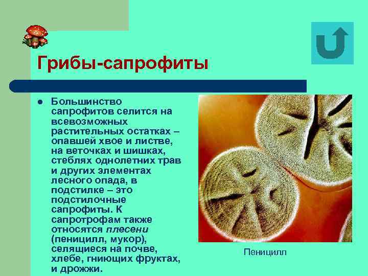 Грибы-сапрофиты l Большинство сапрофитов селится на всевозможных растительных остатках – опавшей хвое и листве,