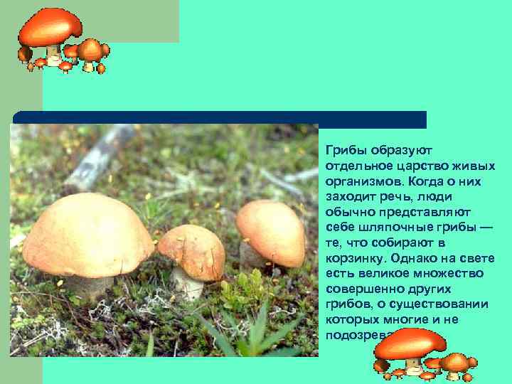 Грибы образуют отдельное царство живых организмов. Когда о них заходит речь, люди обычно представляют