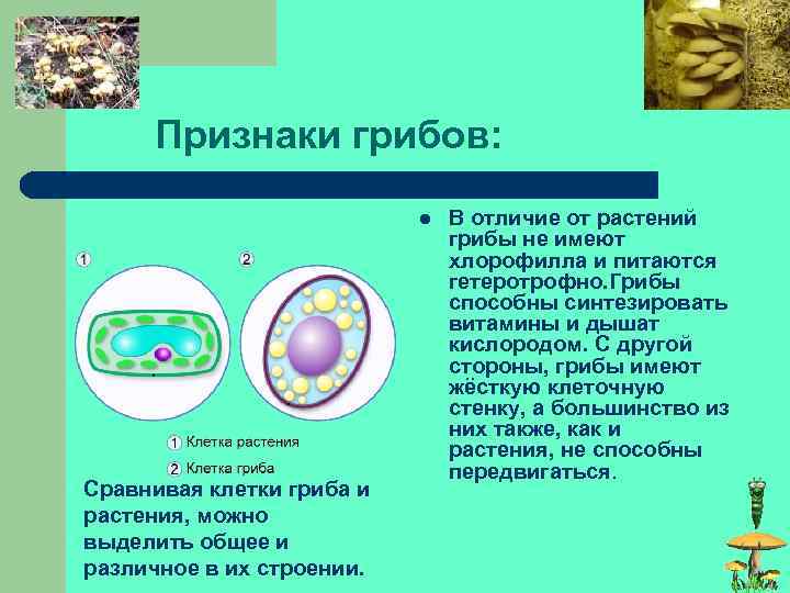  Признаки грибов: l Сравнивая клетки гриба и растения, можно выделить общее и различное