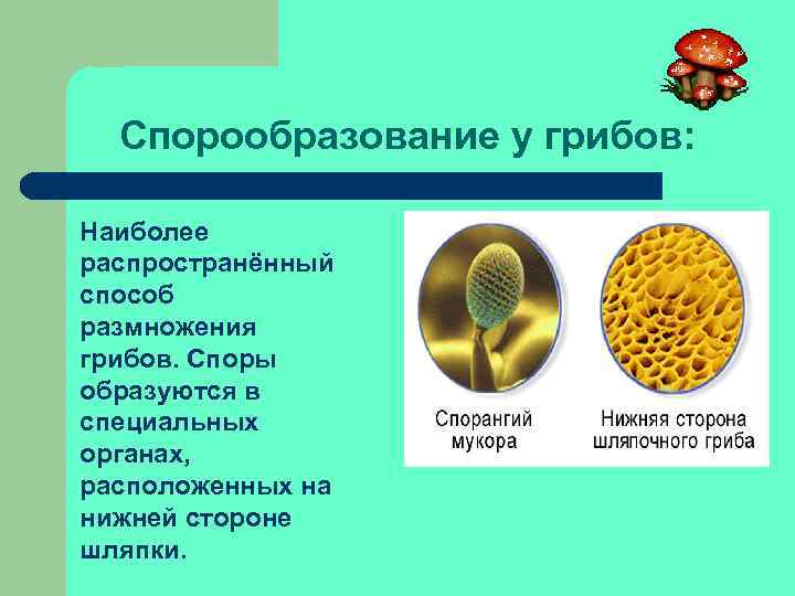 Спорообразование у грибов: Наиболее распространённый способ размножения грибов. Споры образуются в специальных органах, расположенных