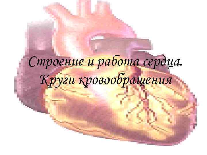Строение и работа сердца. Круги кровообращения 