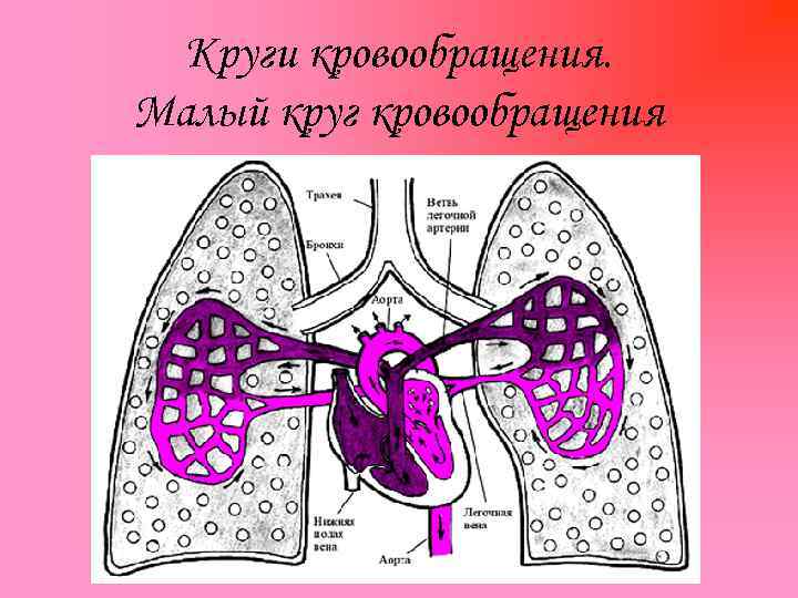 Круги кровообращения. Малый круг кровообращения 