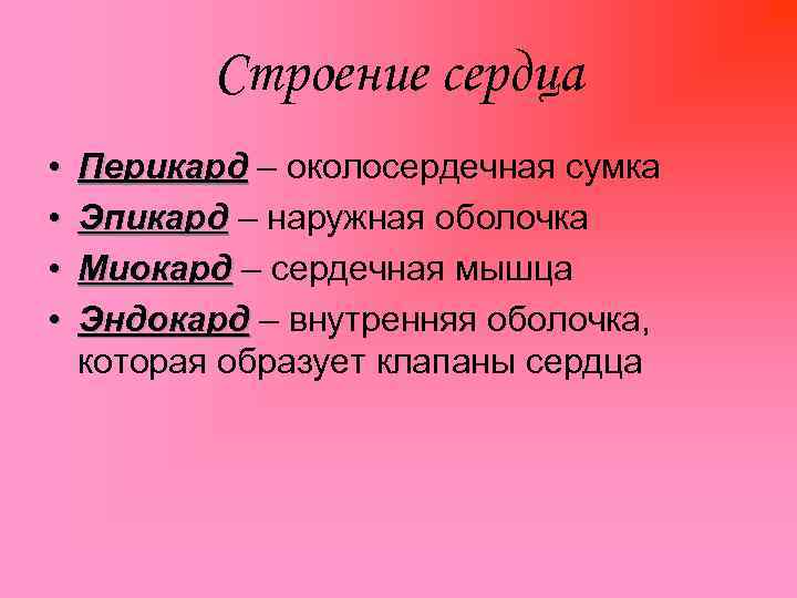 Строение сердца • • Перикард – околосердечная сумка Эпикард – наружная оболочка Миокард –