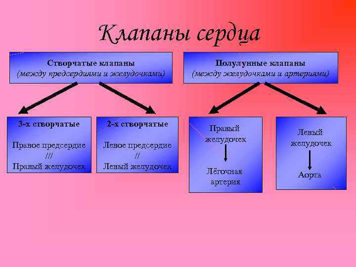 Клапаны сердца Створчатые клапаны (между предсердиями и желудочками) 3 -х створчатые 2 -х створчатые