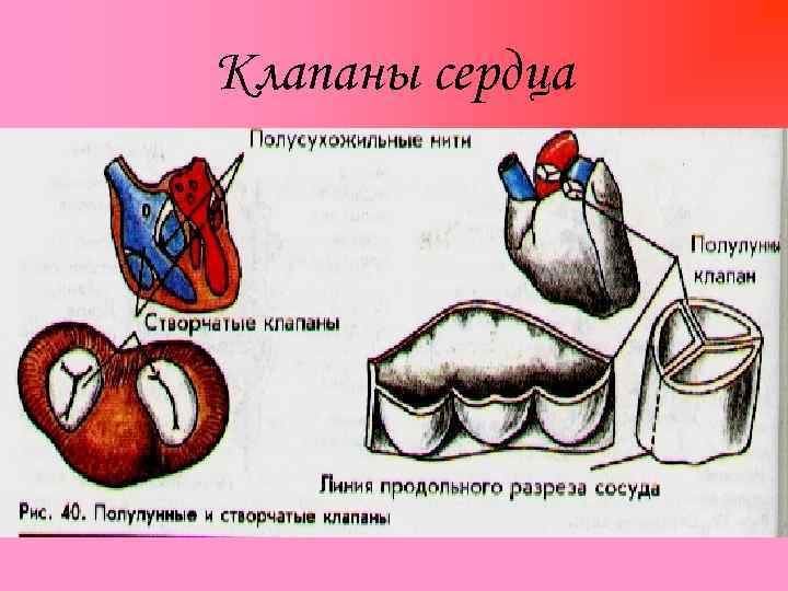 Клапаны сердца 