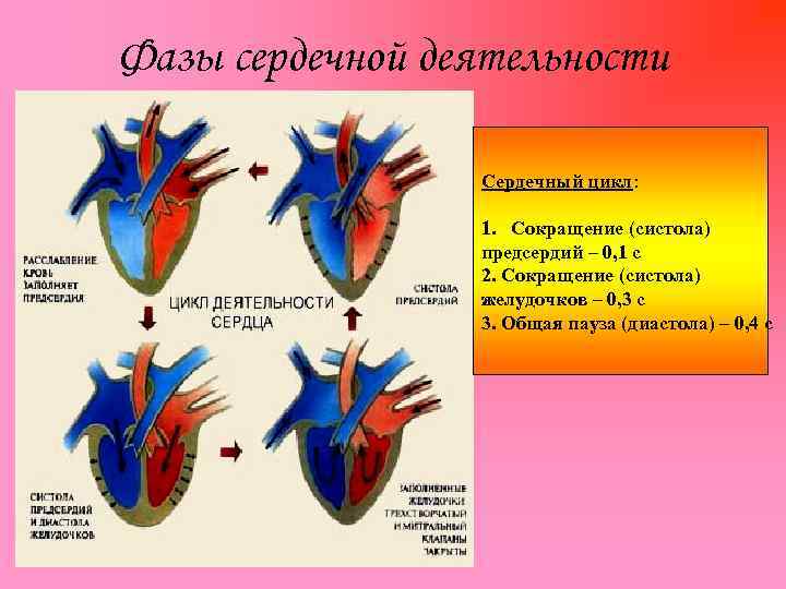 Фазы сердечной деятельности Сердечный цикл: 1. Сокращение (систола) предсердий – 0, 1 с 2.