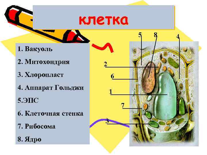 клетка 5 1. Вакуоль 2. Митохондрия 2 3. Хлоропласт 6 4. Аппарат Гольджи 1