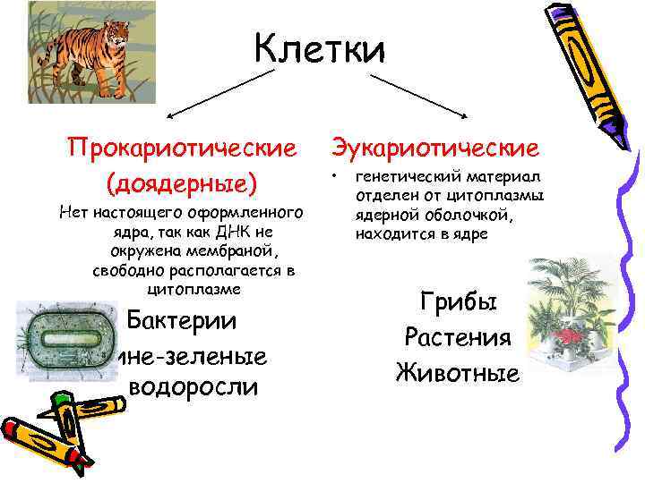 Клетки Прокариотические (доядерные) Нет настоящего оформленного ядра, так как ДНК не окружена мембраной, свободно