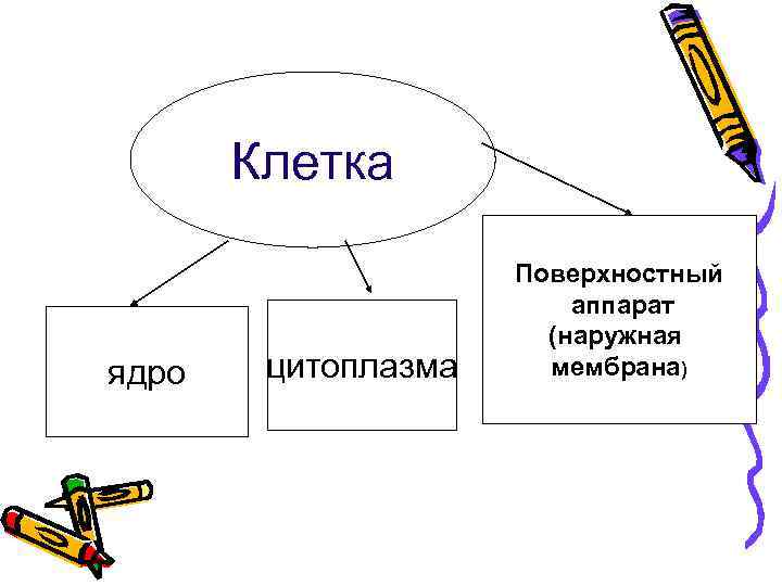 Клетка ядро цитоплазма Поверхностный аппарат (наружная мембрана) 