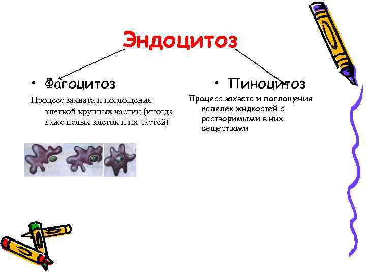 Эндоцитоз • Фагоцитоз Процесс захвата и поглощения клеткой крупных частиц (иногда даже целых клеток