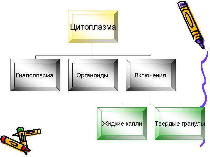 Цитоплазма Гиалоплазма Органоиды Включения Жидкие капли Твердые гранулы 