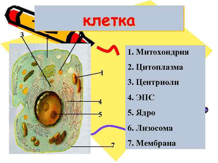 3 2 6 клетка 1. Митохондрия 2. Цитоплазма 1 3. Центриоли 4. ЭПС 4