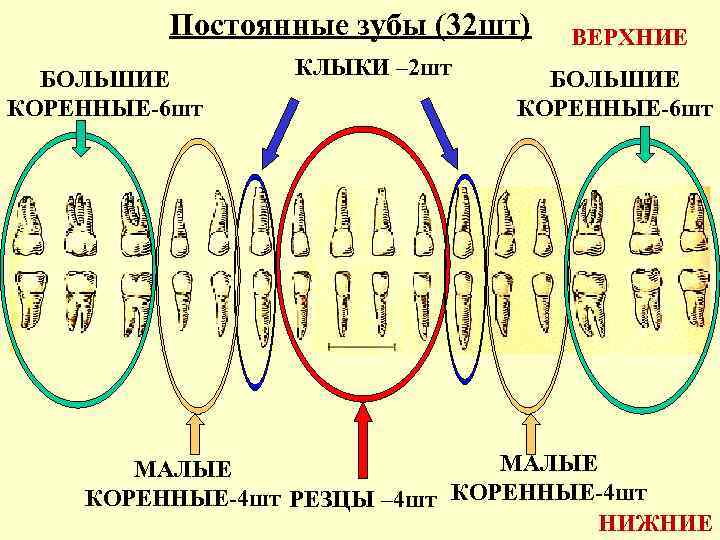 Постоянные зубы (32 шт) БОЛЬШИЕ КОРЕННЫЕ-6 шт КЛЫКИ – 2 шт ВЕРХНИЕ БОЛЬШИЕ КОРЕННЫЕ-6