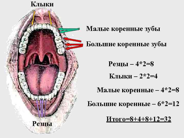 Клыки Малые коренные зубы Большие коренные зубы Резцы – 4*2=8 Клыки – 2*2=4 Малые