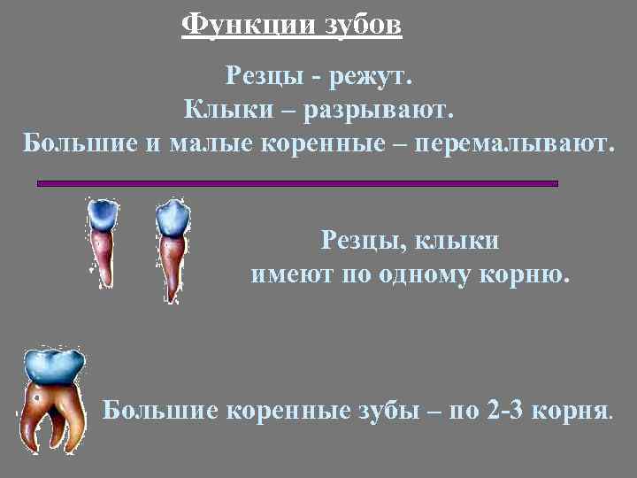 Функции зубов Резцы - режут. Клыки – разрывают. Большие и малые коренные – перемалывают.