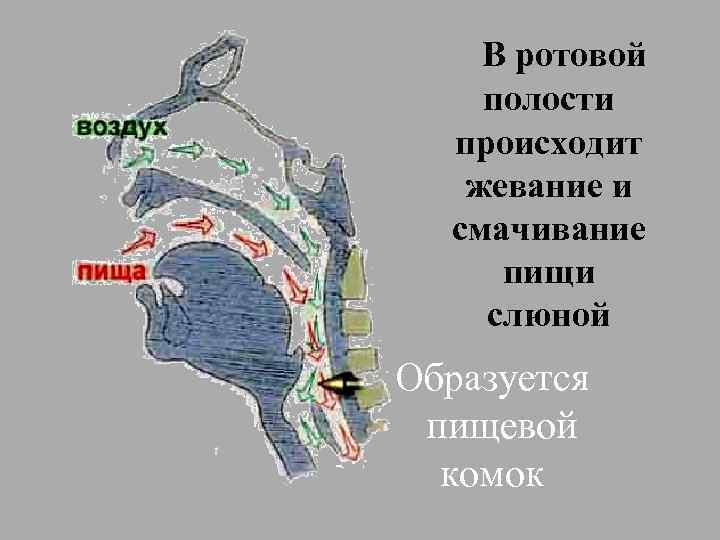 В ротовой полости происходит жевание и смачивание пищи слюной Образуется пищевой комок 