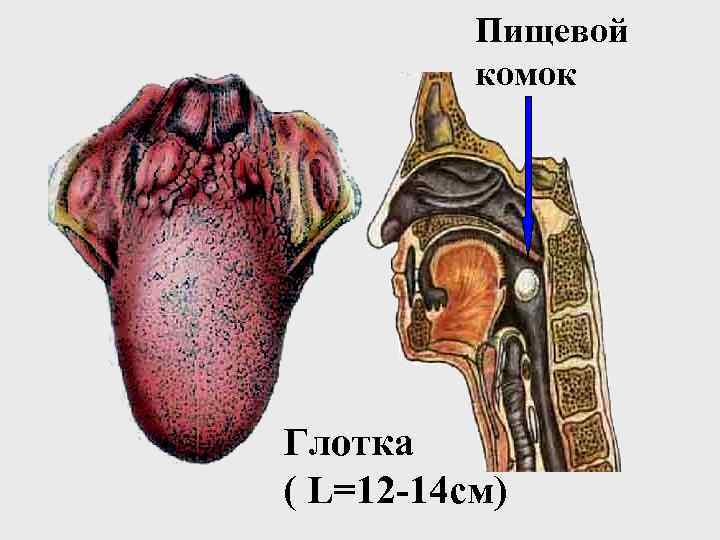 Пищевой комок Глотка ( L=12 -14 см) 