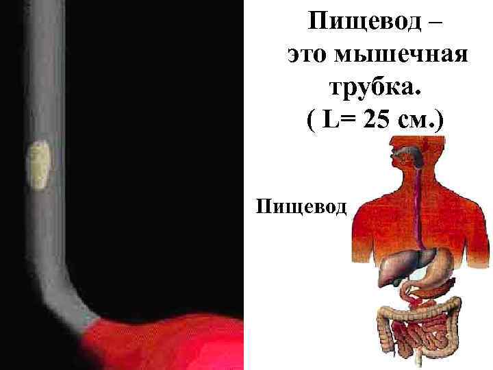 Пищевод – это мышечная трубка. ( L= 25 см. ) Пищевод 