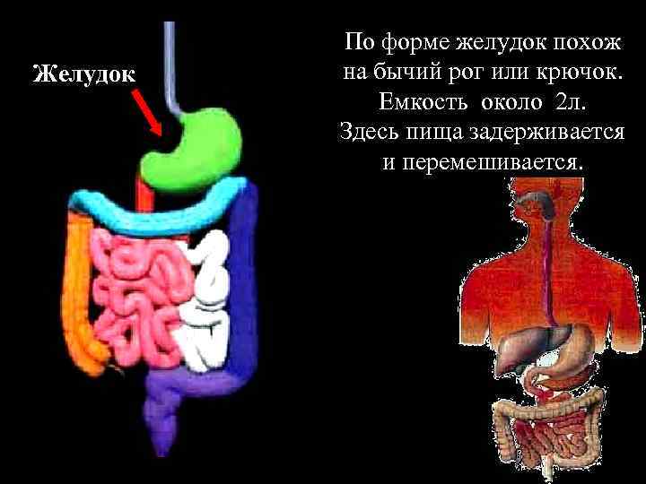 Желудок По форме желудок похож на бычий рог или крючок. Емкость около 2 л.