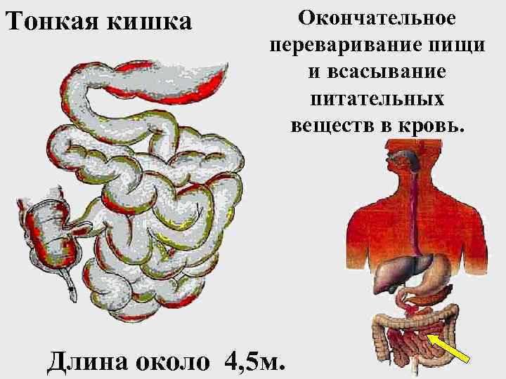 Тонкая кишка Окончательное переваривание пищи и всасывание питательных веществ в кровь. Длина около 4,