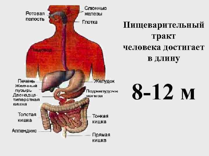 Пищеварительный тракт человека достигает в длину 8 -12 м 