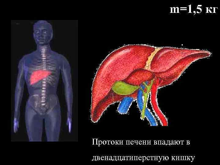 m=1, 5 кг Протоки печени впадают в двенадцатиперстную кишку 