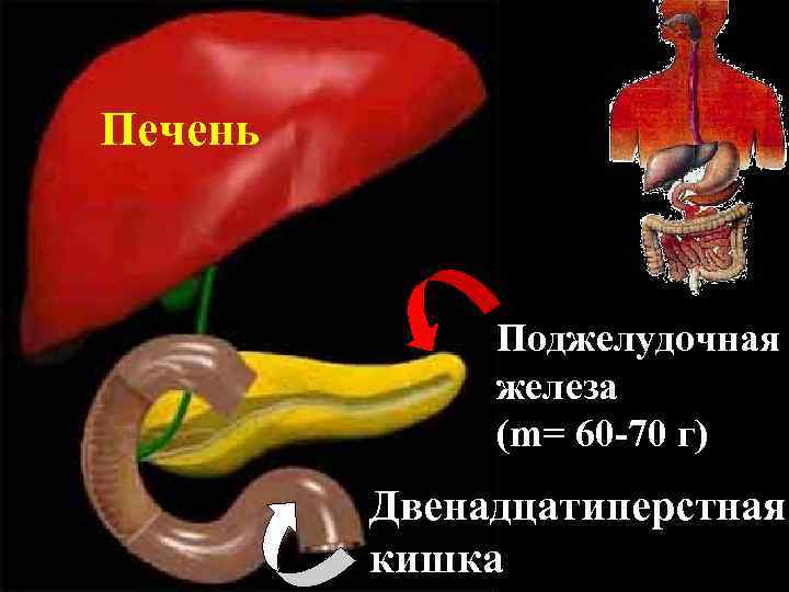 Печень Поджелудочная железа (m= 60 -70 г) Двенадцатиперстная кишка 