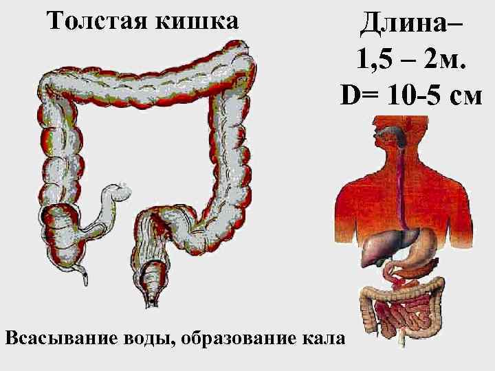 Толстая кишка Длина– 1, 5 – 2 м. D= 10 -5 см Всасывание воды,