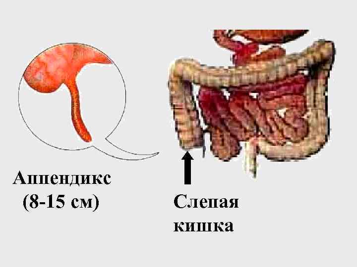 Аппендикс (8 -15 см) Слепая кишка 