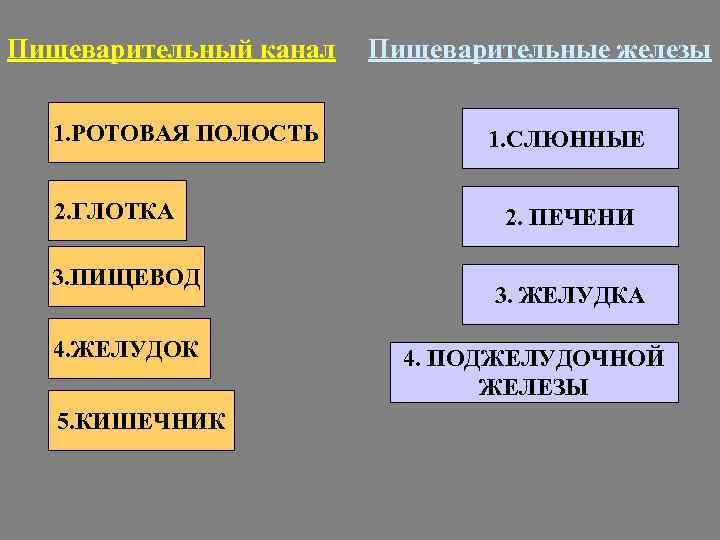 Пищеварительный канал 1. РОТОВАЯ ПОЛОСТЬ 2. ГЛОТКА 3. ПИЩЕВОД 4. ЖЕЛУДОК 5. КИШЕЧНИК Пищеварительные