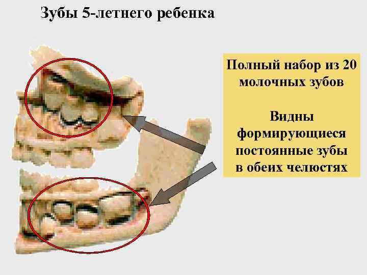 Зубы 5 -летнего ребенка Полный набор из 20 молочных зубов Видны формирующиеся постоянные зубы