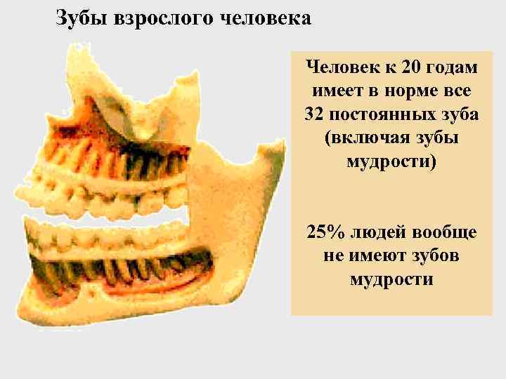 Зубы взрослого человека Человек к 20 годам имеет в норме все 32 постоянных зуба