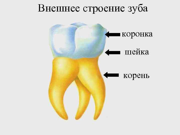 Внешнее строение зуба коронка шейка корень 