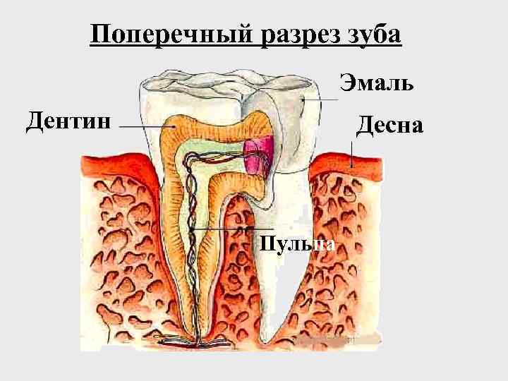 Поперечный разрез зуба Эмаль Дентин Десна Пульпа 