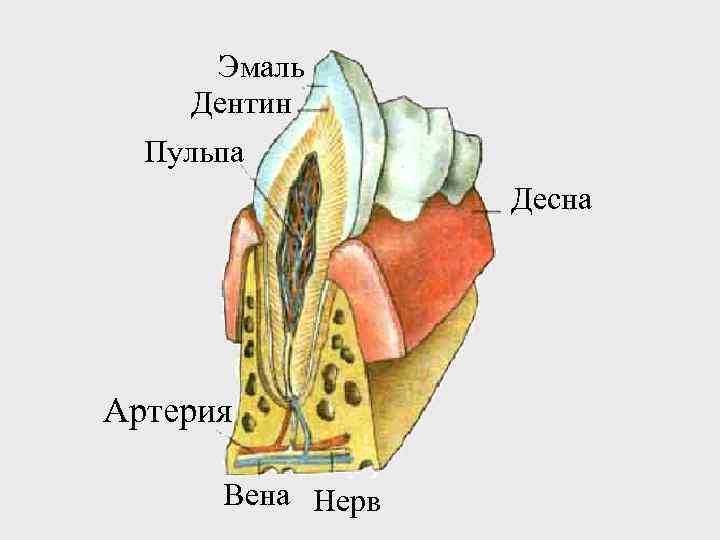 Эмаль Дентин Пульпа Десна Артерия Вена Нерв 